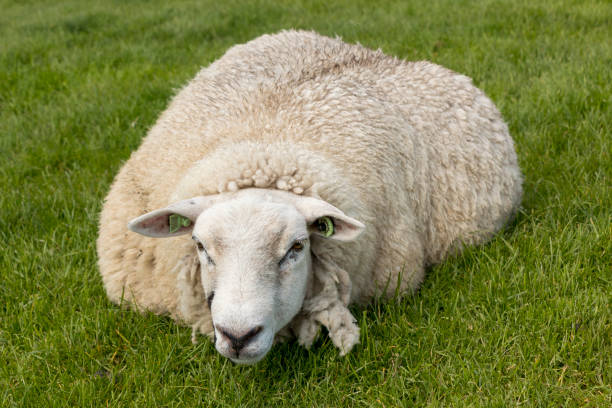 Sheep resting in the grass on the IJsselmeer dyk in the Netherlands. stock photo