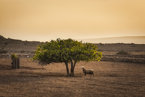 sheep under the shade of a fig tree in a cultivated field in Formentera, Spain