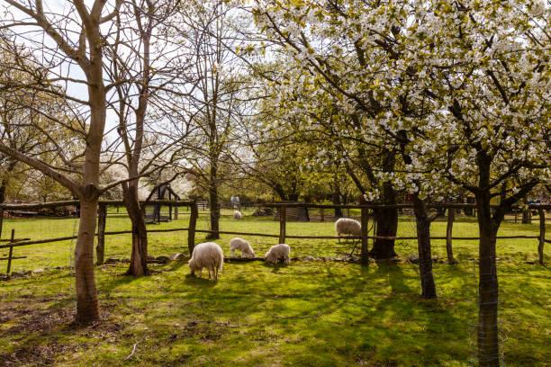 sheep with lamb and blooming trees in spring stock photo