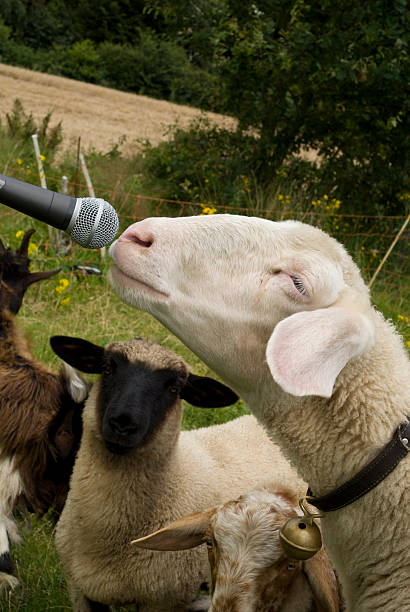 sheep-with-microphones-picture-id450968715