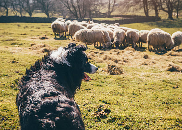 Sheepdog Watching Over Sheep in a Field Border-Collie sheepdog watching over a flock of sheep in a field. herd stock pictures, royalty-free photos & images