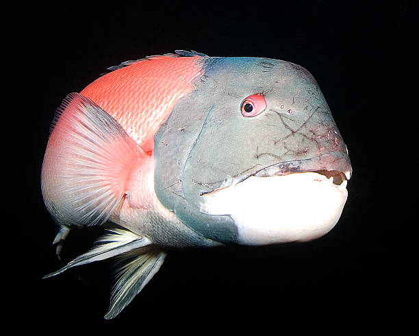Sheephead fish at Oil Rig Dive Site stock photo