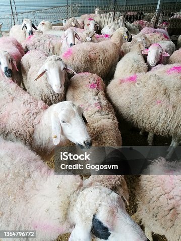 istock Sheeps and aries at barn before feast of the sacrifice 1364796772