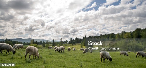 istock Sheeps feasting 108127866