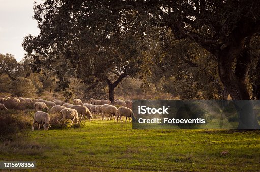 istock sheeps grazing in fields of Extremadura, spain 1215698366