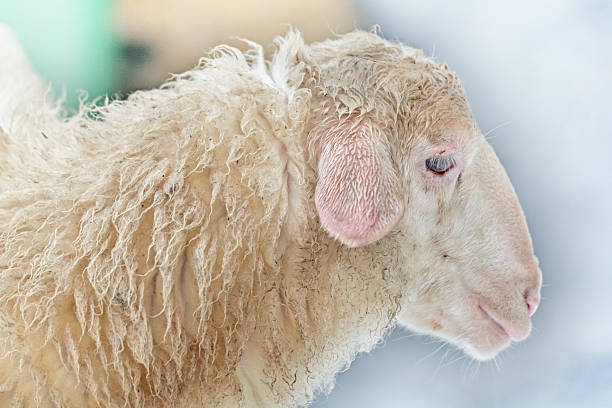 sheep's head stock photo