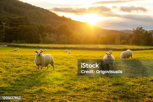 istock Sheeps in a field Highlands 1205627852