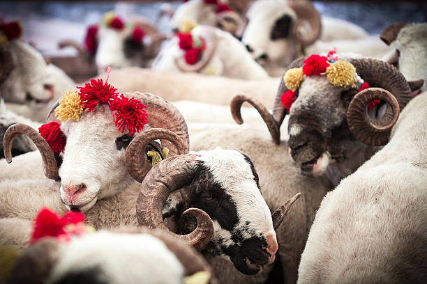 Sheeps in animal bazaar. Eid al-Adha, Kurban Bayrami -  Sheeps in cattle market in istanbul,Turkey eid al adha stock pictures, royalty-free photos & images