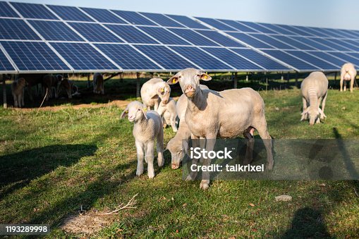 istock Sheeps in front of solar panels, Germany 1193289998