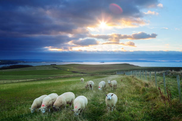 Sheeps in Ireland at sunset - Causeway Coastline, Country Antrim Irish livestock basalt column stock pictures, royalty-free photos & images