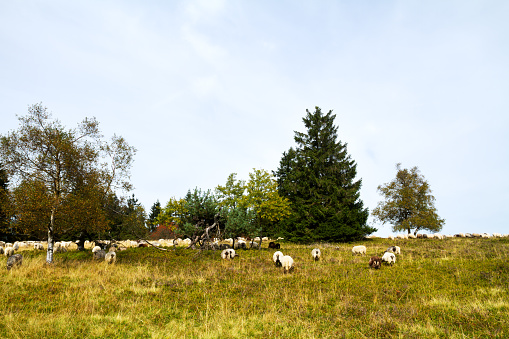 Sheeps on heathland of Kahler Asten
