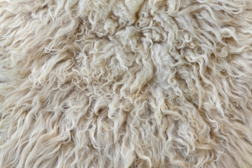 Close up of sheepskin background