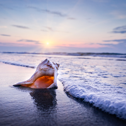 Dramatic sunrise or sunset with a close-up of a colorful shell.