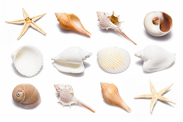 Shell Collection Shell COllection isolated on white background. seashell stock pictures, royalty-free photos & images