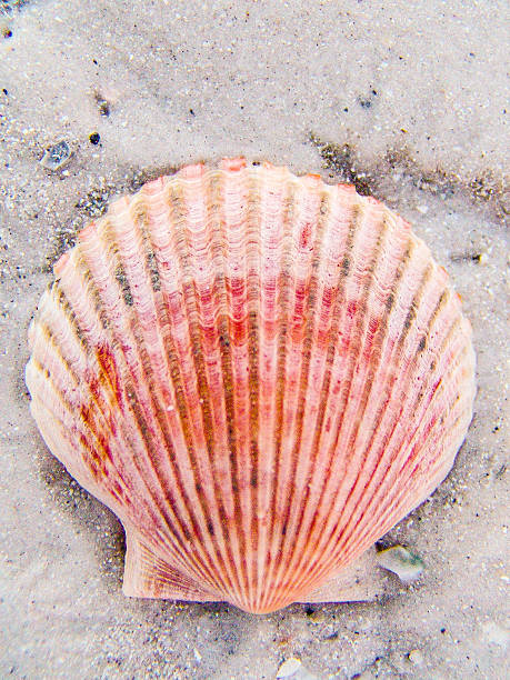 shell in sand stock photo