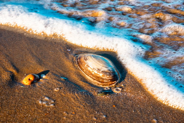 Shell in the sand stock photo
