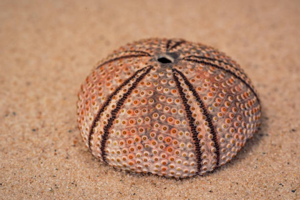 Shell of Sea Hedgehog (Psammechinus Miliaris) of the Amalfi Coast, Italy. stock photo