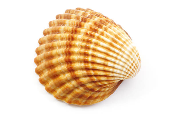 shell - bulots photos et images de collection