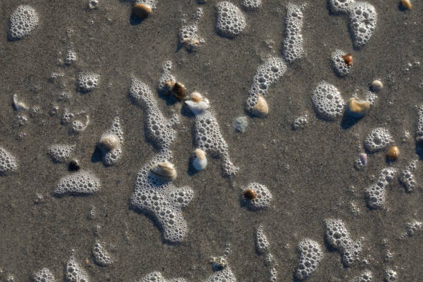 Shell Wrack in Sea Foam stock photo