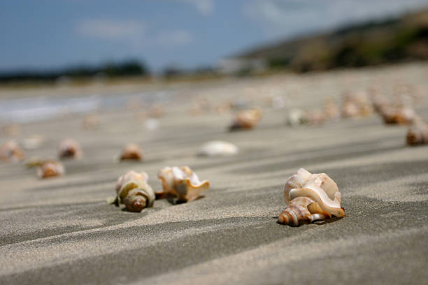 Shells along Mahanga Beach - Close focus stock photo