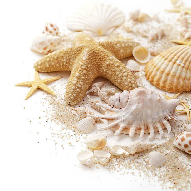 shells and sand stock photo