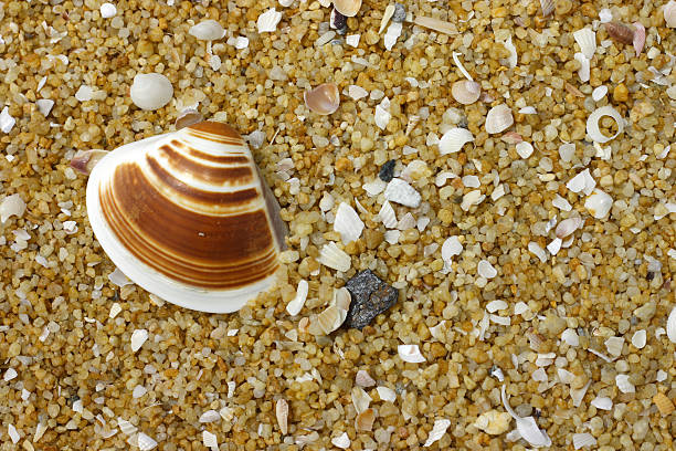 Shells on the sand beach stock photo