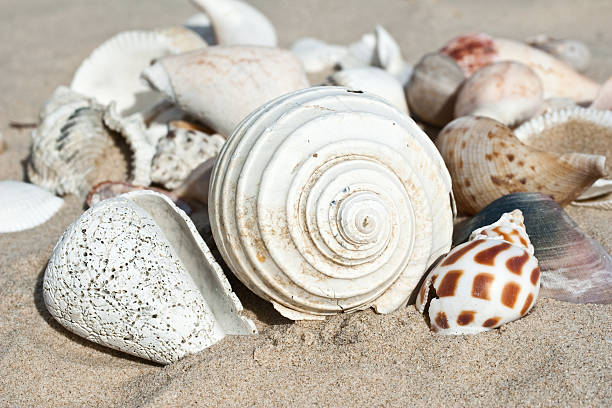 shells on the sand close up stock photo