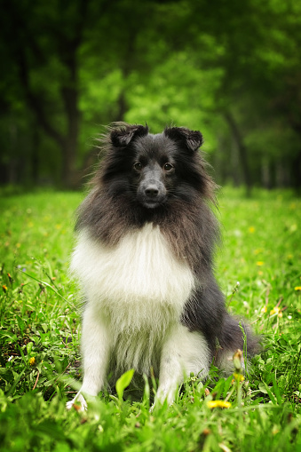 白黒 シェルティー 犬 むく毛のストックフォトや画像を多数ご用意 Istock