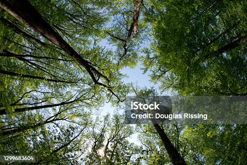 istock Shenandoah National Park - Woods & Treeline - Virginia 1299683604