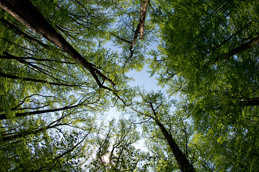 Shenandoah National Park - Woods & Treeline  - Virginia