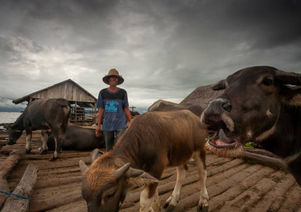 A shepherd is standing next to water buffalo packs using a hat on a cloudy morning at a cowhouse or the farm stock photo