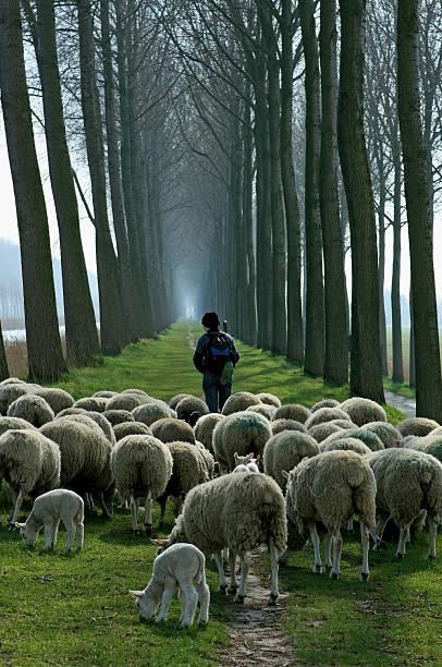 Shepherd with flock of sheep follwoing path between tall trees stock photo