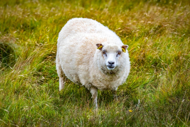 Shetland sheep at Shetland Islands stock photo