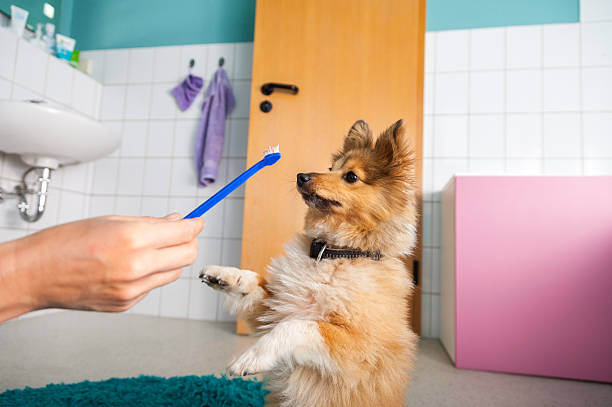 Shetland Sheepdog on a toothbrush stock photo