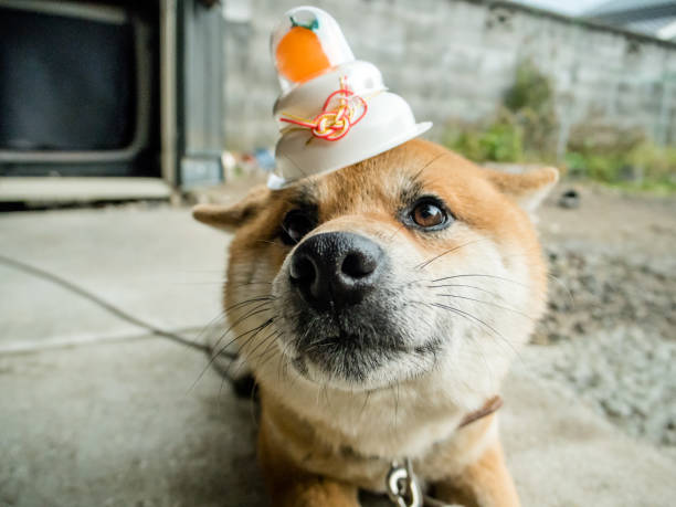 Shiba Inu Shiba Inu year of the dog stock pictures, royalty-free photos & images