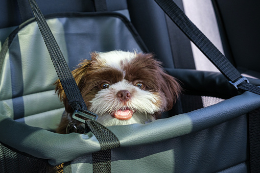 Shih tzu puppy in a photo shoot inside the car on the pet safety seat.