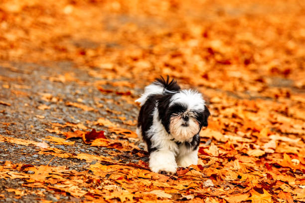 Shih Tzu puppy in the fallen leaves. stock photo