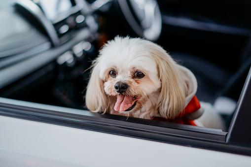 Image of a senior Shih Tzu pet dog wearing Santa costume in the car and looking out from car window