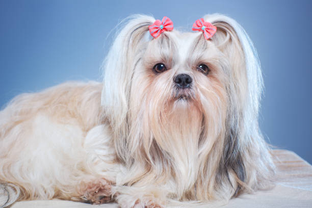 How to Properly Groom a Shih Tzu with Long Hair
