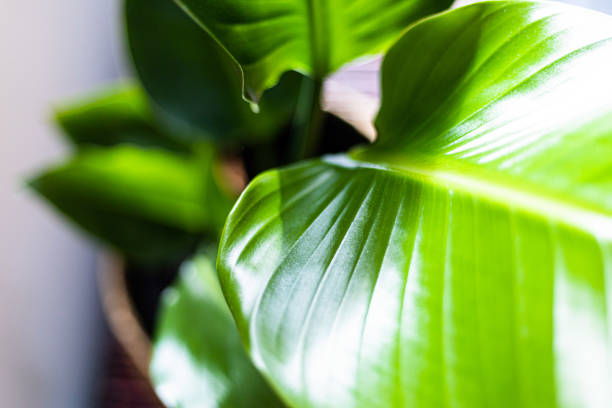 Shiny large leaf plant stock photo