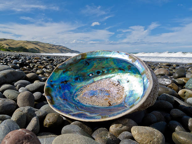 Shiny nacre of Paua shell, Abalone, washed ashore "Beached empty Paua, Perlemoen or Abalone shell showing the iridescent nacre mother-of-pearl interior lying ashore on gravel beach" mother of pearl stock pictures, royalty-free photos & images