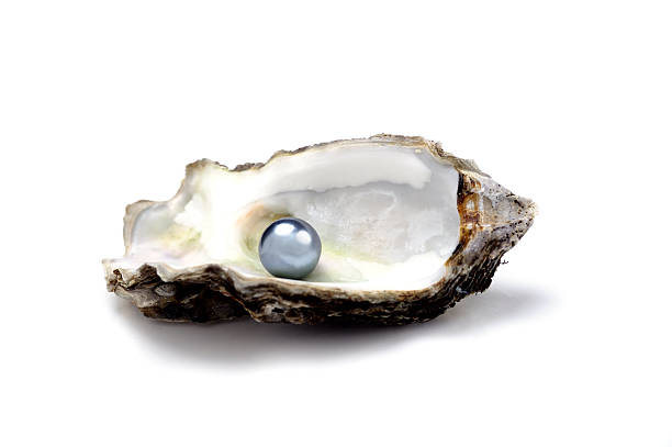 Shiny pearl in oyster shell A seemingly perfect cultured pearl lies in the concave center of a halved oyster shell, shining with striking silvery-blue clarity.  The oyster shell is dark, uneven and rough-looking, with a white interior slightly tinged with yellow.  It sits alone on a plain white backdrop. oyster pearl stock pictures, royalty-free photos & images