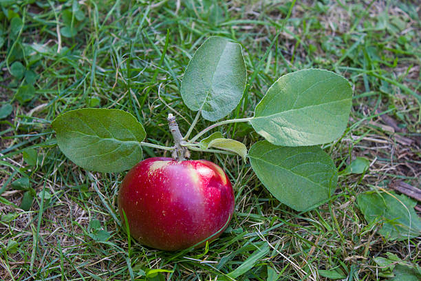 Shiny Red Apple on the Ground stock photo