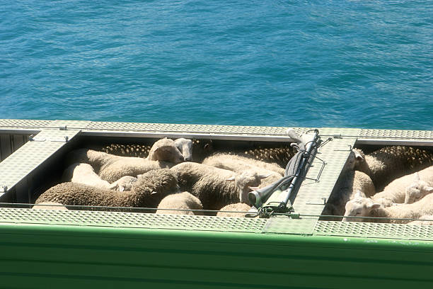 Shipping Sheep stock photo