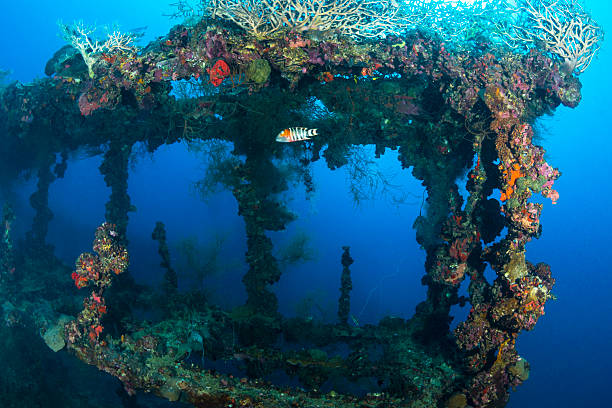 Shipwreck - Palau, Micronesia View of part of the shipwreck Teshio Maru, a Japanese Army Cargo Ship with 321 feet (98) on it's length, and was built in 1942-1944. The Teshio is one of the fishiest wrecks in Palau babeldaob island stock pictures, royalty-free photos & images
