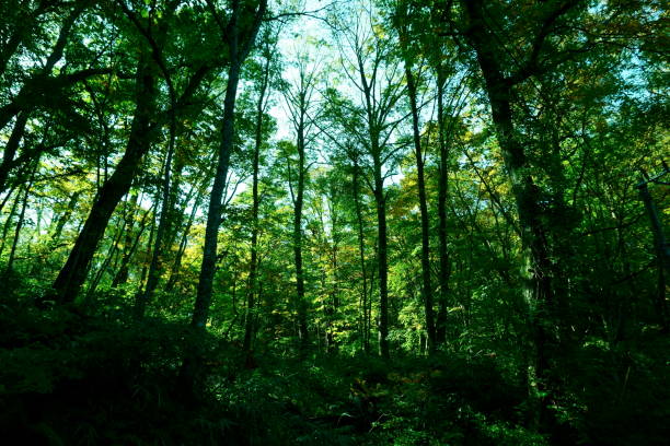 Shirakami woods3 Green woods esg stock pictures, royalty-free photos & images