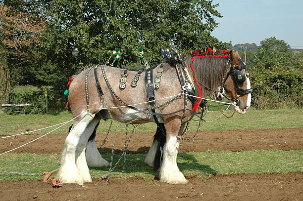 Shire Horse Beautiful Decorated Horse shire horse stock pictures, royalty-free photos & images