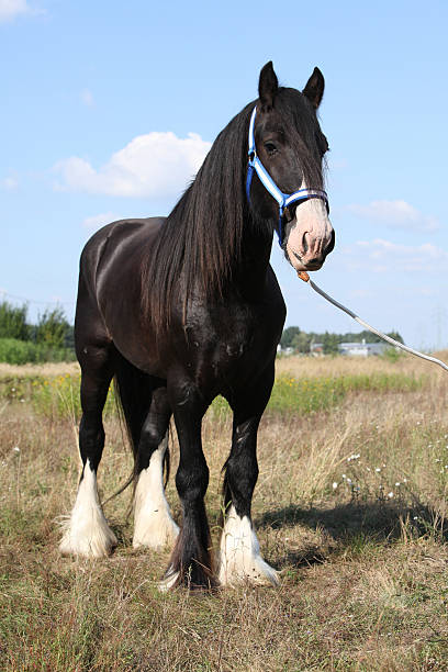 Shire horse Lovely shire horse with big halter shire horse stock pictures, royalty-free photos & images