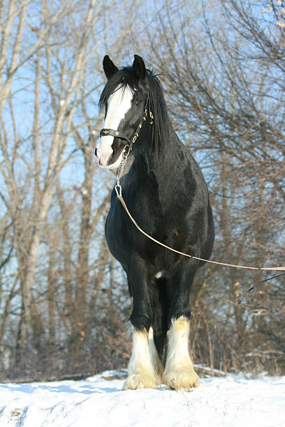 Shire horse Lovely black shire horse looking shire horse stock pictures, royalty-free photos & images