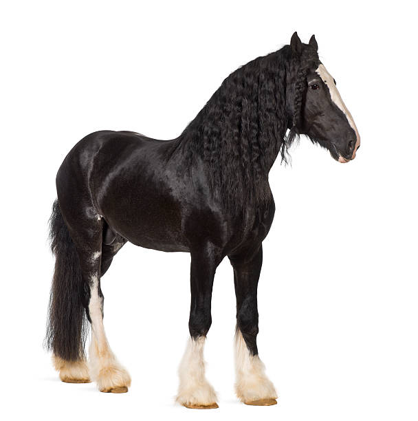 shire horse standing against white background - shirehäst bildbanksfoton och bilder
